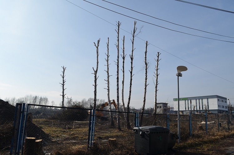 Prace rozbiórkowe i wycinka drzew na rogatkach Radlina, tora